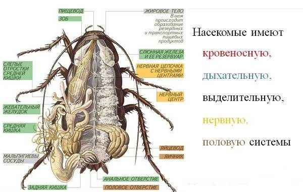 На фото описано строение тараканов